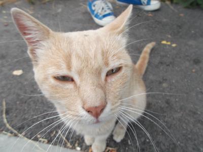 Прикрепленное изображение: DSCF0851.JPG